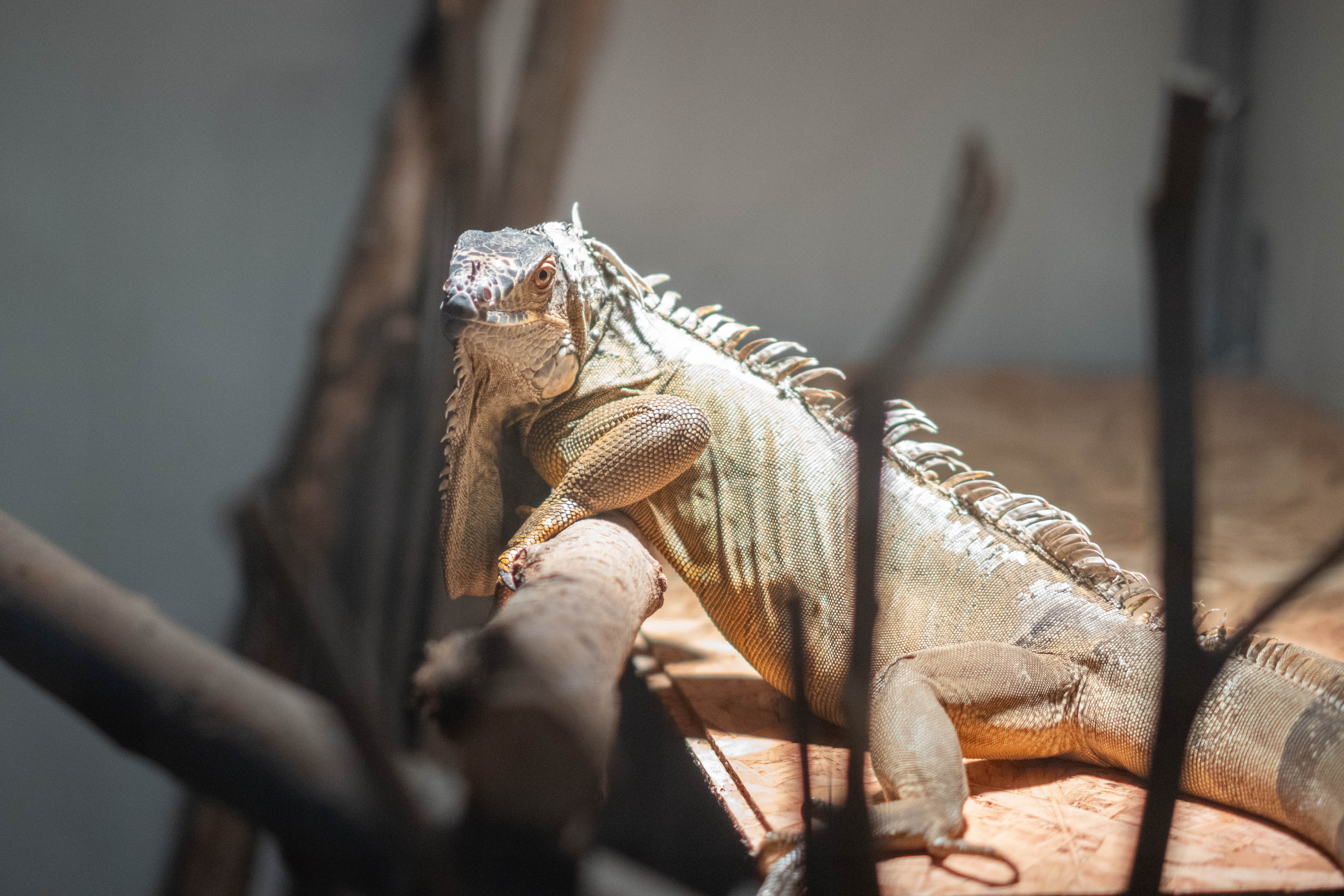 Edukativna izložba gmazova „Reptilomanija na Veterinarskom fakultetu od 20. do 24.05.2026 od 10 -20 sati