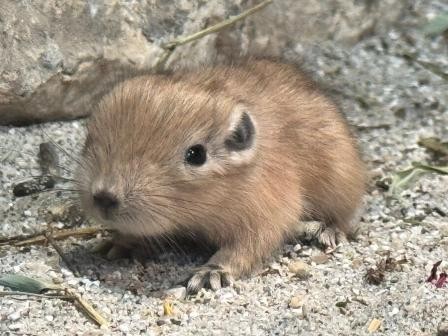 Glodavci koji ne piju vodu, dražesni gundiji,   prvi put na svijet došli u ZOO ...